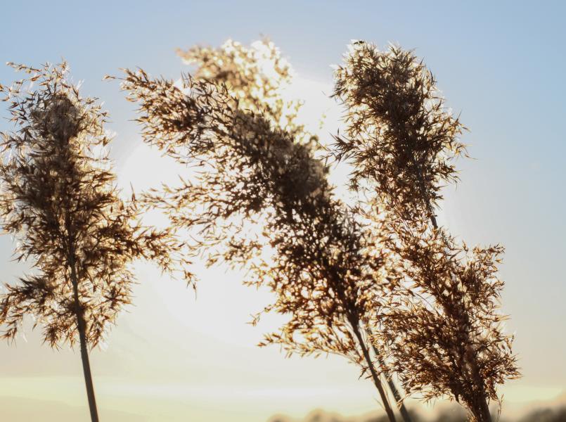 Gerflor Wertvolle Materialien - Gute Raumluft Gerflor Wertvolle Materialien - Gute Raumluft