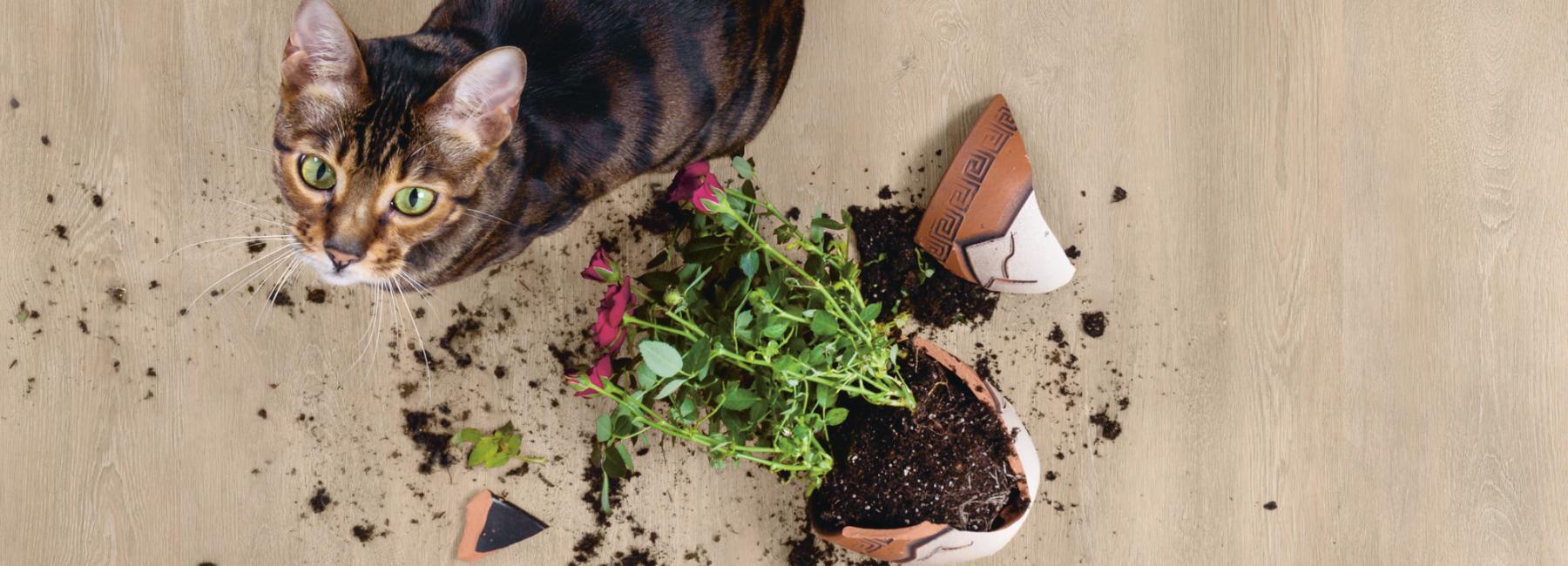 Gerflor Tipps und Tricks - Nassbereiche Blumentopf Katze